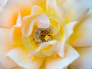 yellow rose in a very large close-up
