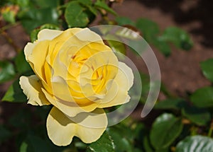 Yellow rose `Walking on Sunshine`