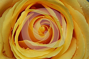 Yellow rose with water droplets  