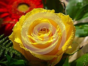 Yellow rose with water drops.