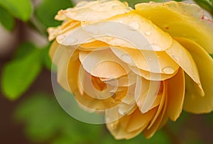 yellow rose with water drops