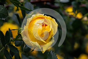 Yellow rose with water drops