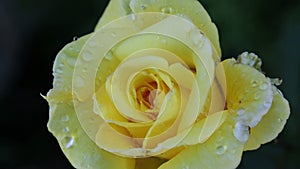 Yellow rose with water drops