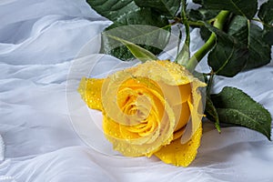 Yellow rose with water drops- fabric background