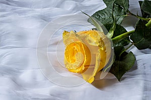 Yellow rose with water drops- fabric background