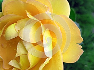 Yellow rose with water drops after the rain.