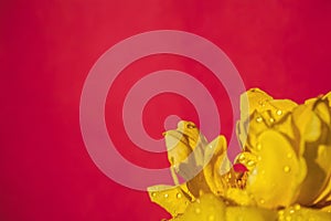 Yellow rose, water drops on red background