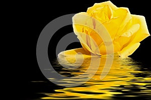 Yellow rose water reflection black photo