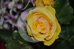 Yellow rose wet with dew, downward view