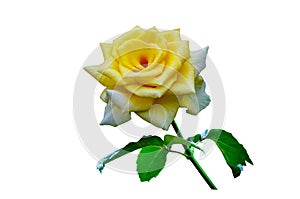 Yellow rose white background, isolate