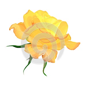 Yellow rose on a white background vector