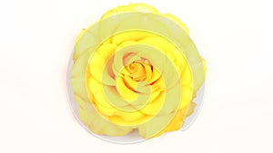 Yellow rose on white, close-up video. Top view. Counterclockwise rotation.  Loop motion.