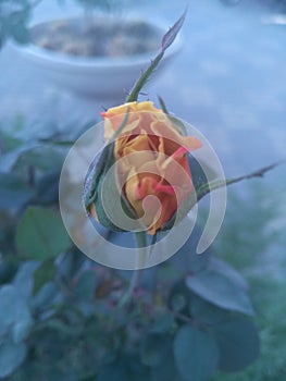 Yellow rose in winter season