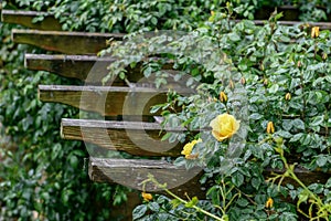 Yellow rose on a wooden staircase in the garden. Natural background.