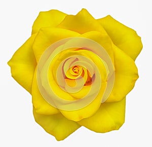 Yellow rose
