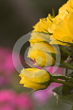 Yellow roses