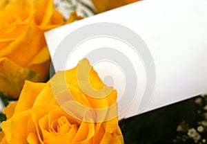 Yellow roses 4