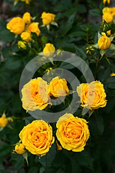 Yellow roses