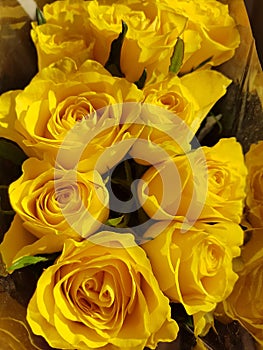 Yellow roses