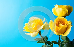 Yellow roses against blue background