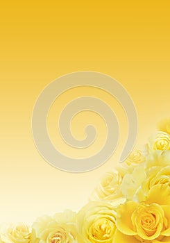 Yellow roses background photo