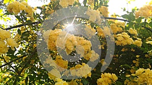 Yellow flowers of japanese rose Kerria Japonica pleniflora.