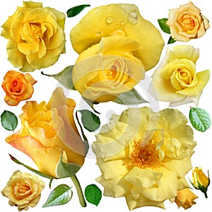 The yellow  roses blooms isolated over white background