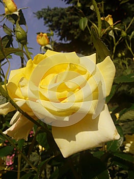 Yellow roses on the blue sky background. Yellow roses on a bush in a garden. Close-up of garden rose