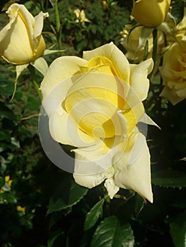 Yellow roses on the blue sky background. Yellow roses on a bush in a garden. Close-up of garden rose