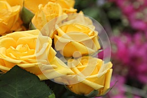 Yellow Roses Bouquet Close up Outdoors at Wedding