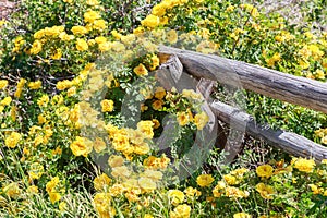 Yellow Roses Climbing on Wooden Rail Fence