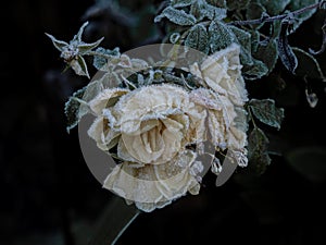 Yellow Roses Covered in Frost