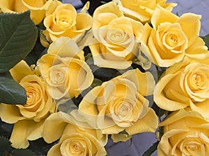 Yellow roses, detail