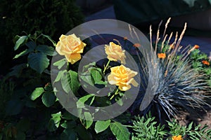 Yellow roses and fescue on one bed
