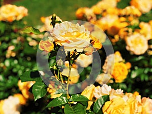 Yellow roses flowers blooming in Elizabeth Park