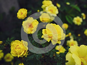 Yellow roses in the front garden. Garden roses