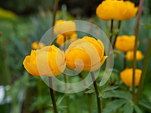 yellow roses in the garden