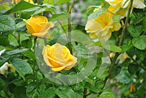 Yellow roses in the garden