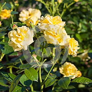 Rosas en jardín 
