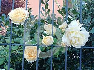 yellow roses through the garden fence rose garden