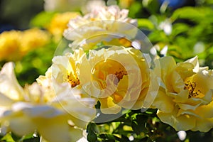 Yellow roses in the garden surrounded by lush green leaves