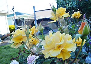 Yellow roses in home rose garden