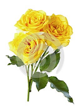 Yellow roses,isolate