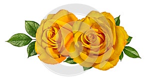 Yellow roses isolated on white