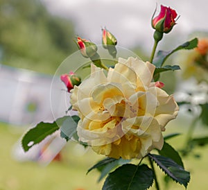 Yellow roses meaning Bright, cheerful and joyful create warm feelings and provide happiness. They bring you and the