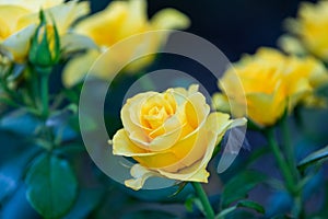 Yellow Roses in natural light, summer garden