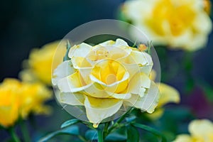 Yellow Roses in natural light, summer garden