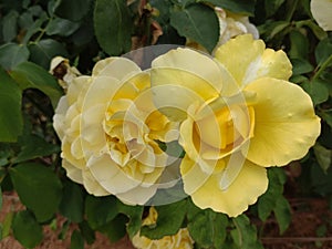 Yellow Roses in Pair in the garden