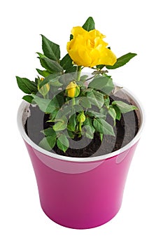 Yellow roses in a pink flowerpot on a white background. Houseplants concept.