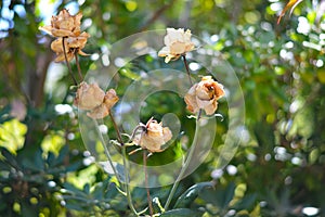 Yellow roses with spider webs